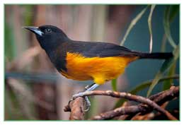 Montserrat Oriole National Bird